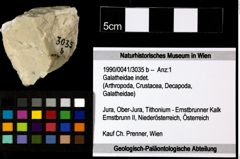 Foto (Objekt + Etiketten) von Galatheidae indet. 